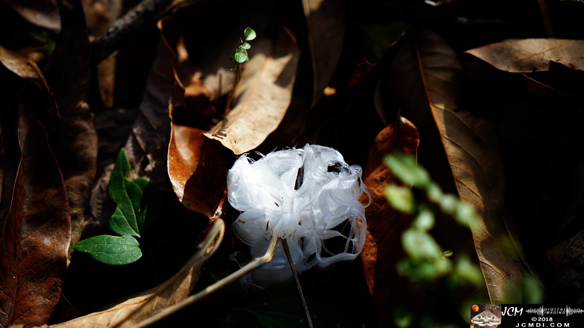 Ice Flowers at Old Hickory Lake, TN